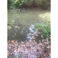 Newport News King Tide image